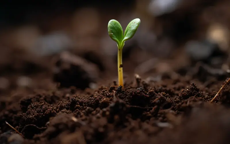 Mãos plantando uma muda pequena em terra escura